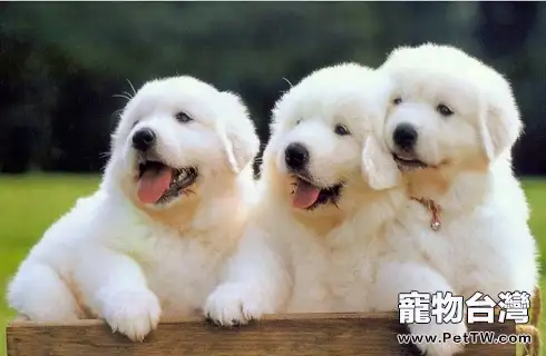 timg (2).webp