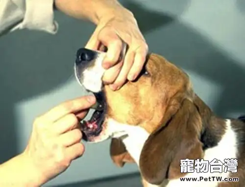 狗狗生病時主人投藥的方法(1圖)-寵物台灣