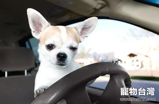 5種減少狗狗乘車焦慮的辦法