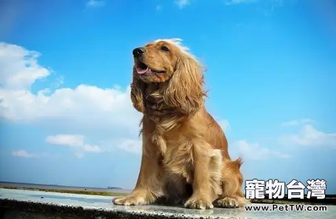 可卡犬性格好嗎?多少錢一隻?(共3張圖片)-寵物台灣