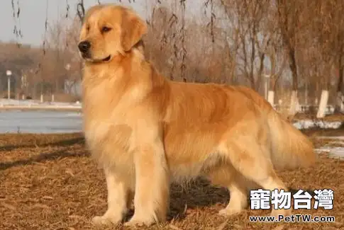 拉布拉多和金毛有什麼區別?拉布拉多和金毛區別(共3張圖片)-寵物台灣