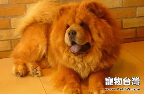 松獅犬是大型犬嗎?(共3張圖片)-寵物台灣