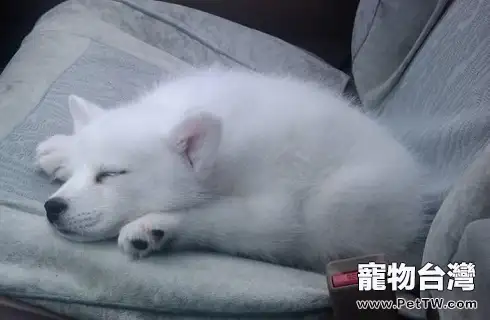狐狸犬和狐狸長的像嗎？（共5張圖片）-寵物台灣