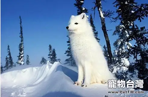 白狐狸.webp 白狐狸.webp