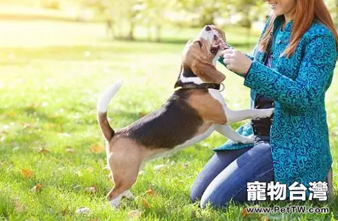 狗狗能活多少年？能活多久？（共3張圖片）-寵物台灣