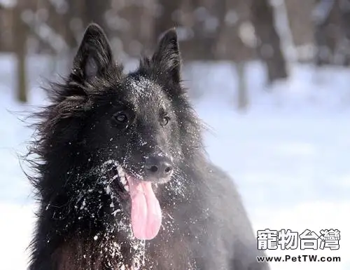 比利時黑色牧羊犬價格