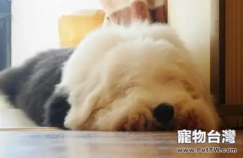 你會養英國古代牧羊犬嗎?古牧(共4張圖片)-寵物台灣