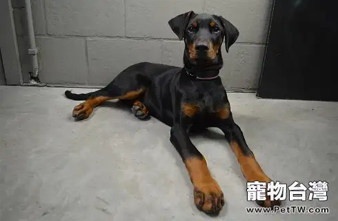 寵物體檢都有哪些項目?檢查方式?(共3張圖片)-寵物台灣