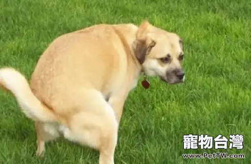 狗便秘吃什麼最快排便