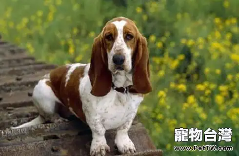 狗便秘吃什麼最快排便