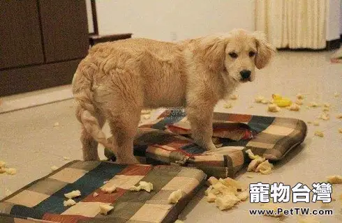 剛滿月的狗狗拉稀了怎麼辦?怎麼解決?(共3張圖片)-寵物台灣