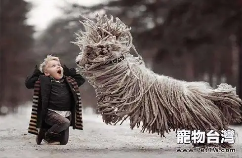 可蒙犬容易飼養嗎？飼養方法？（共3張圖片）-寵物台灣