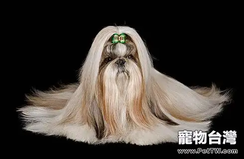 西施犬能活多久?壽命多久?(共3張圖片)-寵物台灣