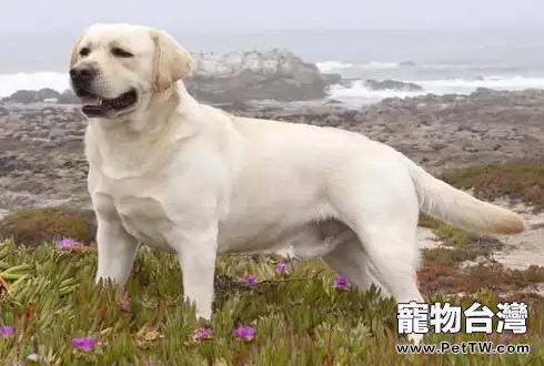什麼狗最乾淨最好養 什麼狗最乾淨最好養