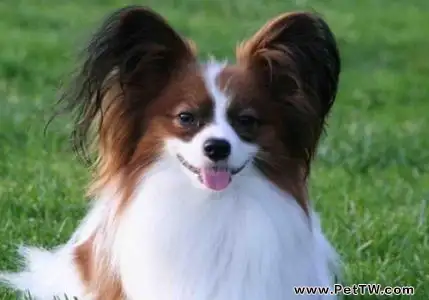 什麼狗最乾淨最好養 什麼狗最乾淨最好養