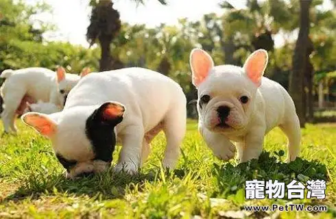 法國鬥牛犬的缺點你能接受嗎?(共3張圖片)-寵物台灣