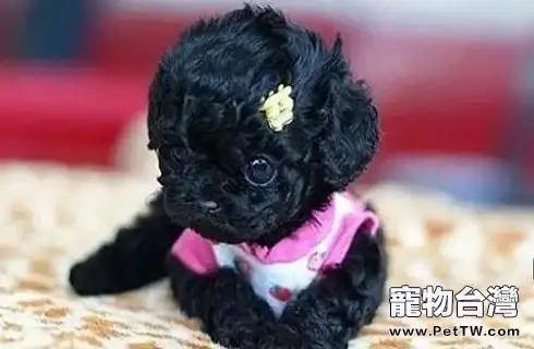 茶杯泰迪多少錢 茶杯泰迪多少錢