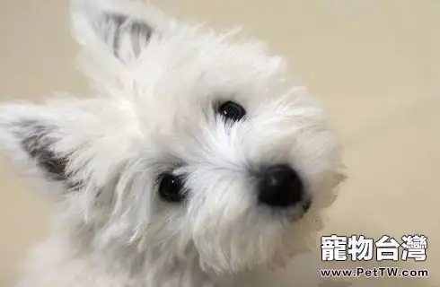 西高地白梗犬錯誤的餵養方式,你中了幾個?(共4張圖片)-寵物台灣