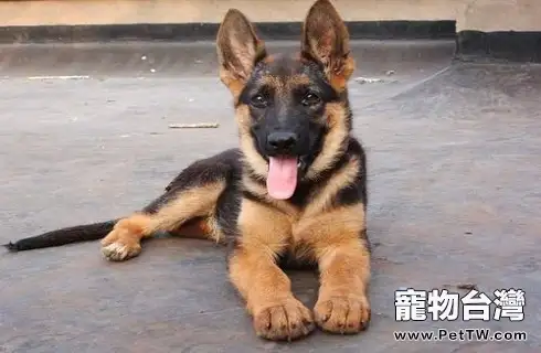 德國牧羊犬幼犬價格