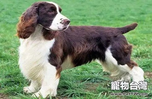 英國跳獵犬多少錢一隻