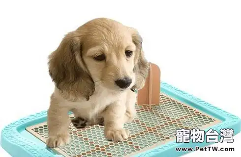 寵物狗怎樣訓練大小便