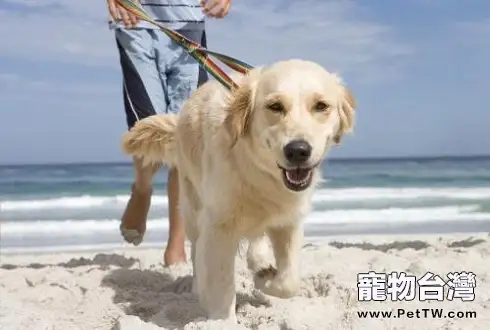 狗瘟能治好嗎?治好狗瘟要多少錢?(共2張圖片)-寵物台灣