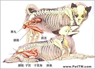 教你認識狗狗生殖系統?(共3張圖片)-寵物台灣
