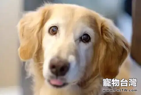 犬鉤蟲病會傳染人嗎