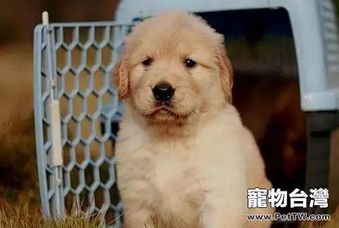 金毛幼犬餵養標準