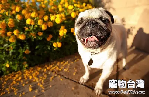 怎麼區分巴哥犬品相好不好?(共3張圖片)-寵物台灣