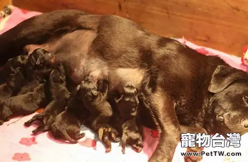 狗狗的乳頭變色了,什麼情況?(共3張圖片)-寵物台灣
