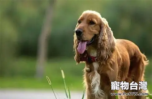 美國可卡和英國可卡犬的區別是什麼?(共5張圖片)-寵物台灣