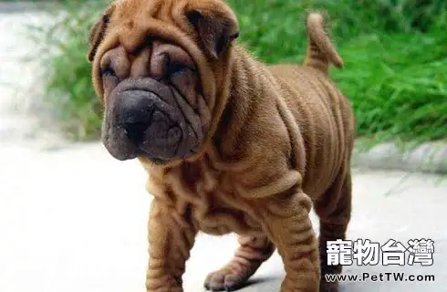 沙皮狗貴嗎？怎麼挑選？（共3張圖片）-寵物台灣