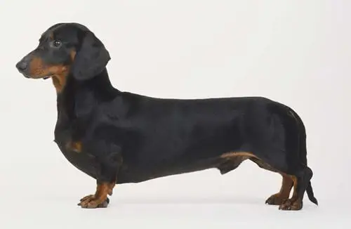 迷你臘腸犬好養嗎