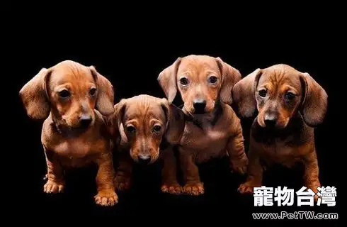 迷你臘腸犬好養嗎?迷你臘腸犬飼養(共3張圖片)-寵物台灣