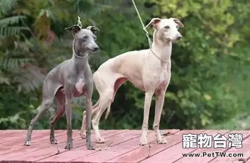 靈緹犬