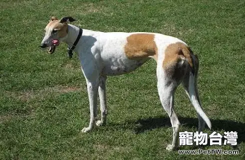 靈緹犬