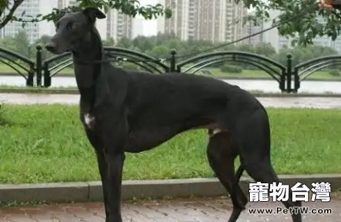 靈緹犬