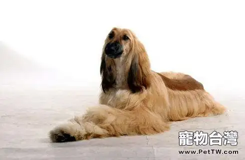 阿富汗獵狗好養嗎?要怎麼養?(共3張圖片)-寵物台灣