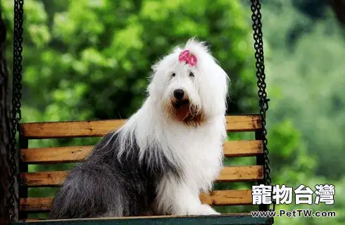 古代牧羊犬嘔吐怎麼處理?(共4張圖片)-寵物台灣