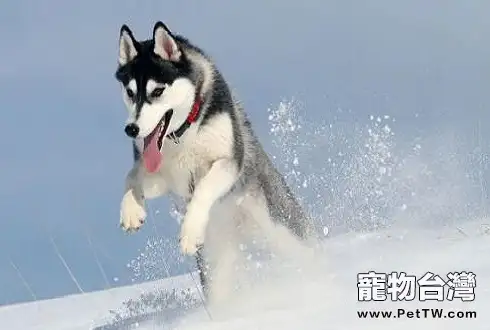 哈士奇為什麼不會狗叫