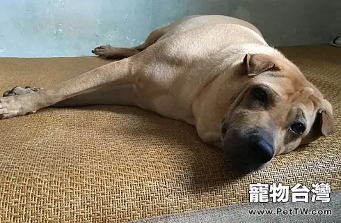 怎麼能讓狗狗高興?興奮秘訣?(共3張圖片)-寵物台灣