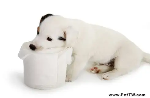 母犬初次來大姨媽怎麼辦?(共3張圖片)-寵物台灣