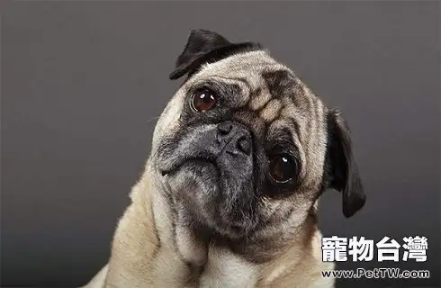 小狗眼屎增多是什麼情況?要怎麼處理?(共3張圖片)-寵物台灣