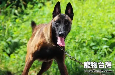 比利時牧羊犬性格好嗎？什麼價格能買？（共4張圖片）-寵物台灣