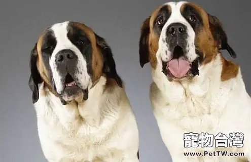 聖伯納犬智商與性格怎麼樣？（共3張圖片）-寵物台灣