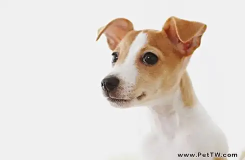 傑克羅素梗吃什麼狗糧?傑克羅素梗飼養(共3張圖片)-寵物台灣