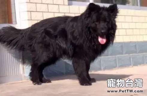 黑熊犬價格