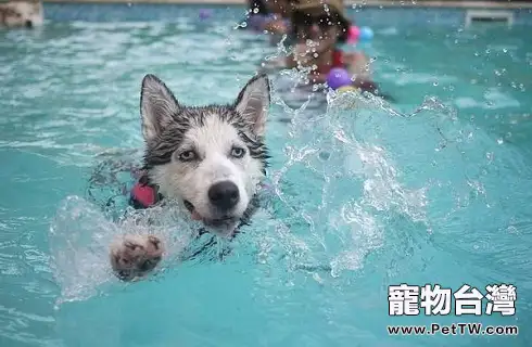 冬天給狗狗美容切忌出現這個問題?(共3張圖片)-寵物台灣