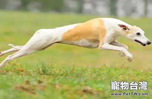 惠比特犬好養嗎